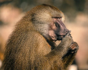 Babuíno pensando e refletindo sobre sua existencia